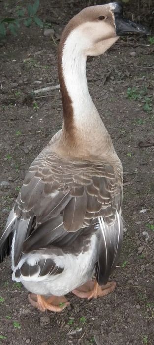 Vând gâște leșești