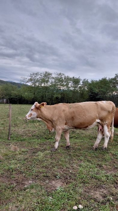 De vanzare vaci baltata românească   pret  difera de la animal la anim