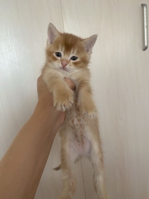 Скоттиш страйт. Алментный