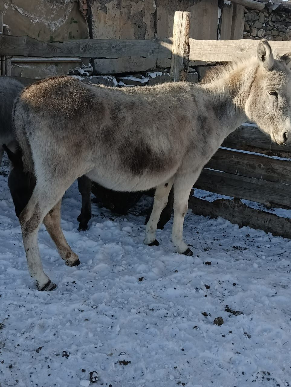 Продаются два осла,  самки