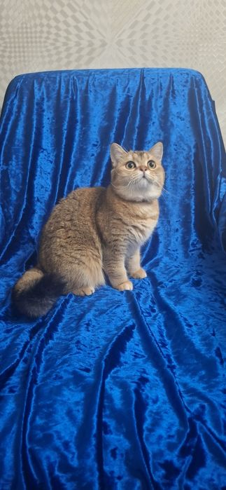 Котята Шотландский скоттиш страйт