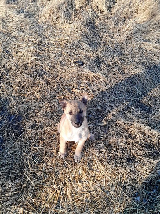 Щеночек ищет дом