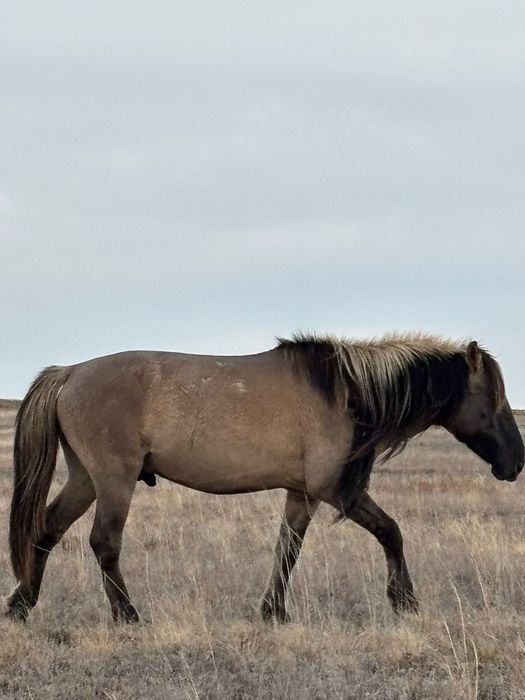 Мүғалжар тұқымды айғыр