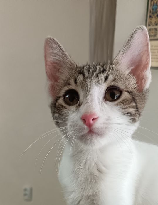 Котенок (мальчик}