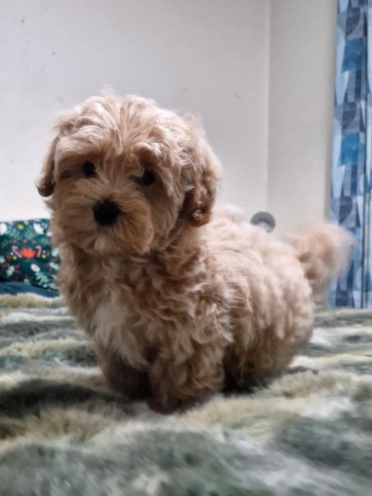 Maltipoo mini jucausa