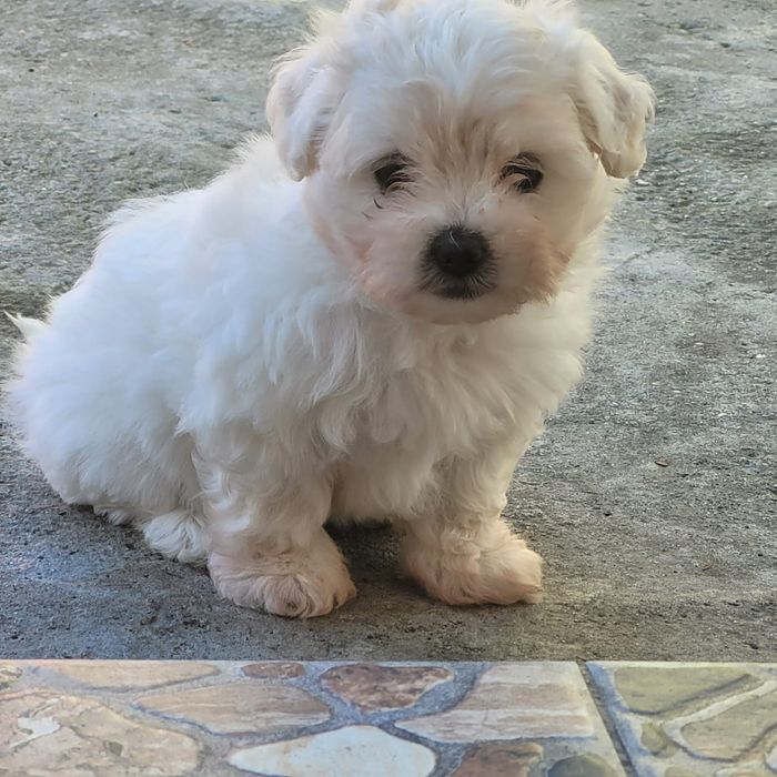 Bichon maltez alb de talie mica