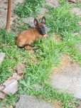 Donez  pt iubitori de mascote