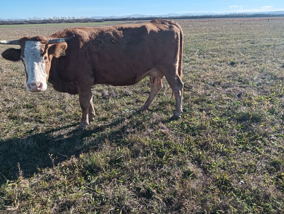 Vând vaca gestanta montantă artificial cu Belgian în luna a 7