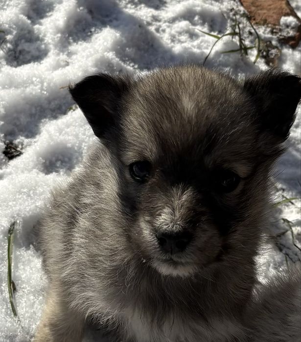 Щенок ,девочка, хороший звонок , охранник .