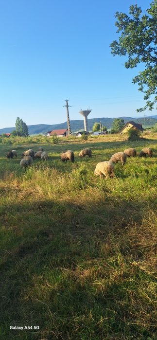 Vând oi si miei  de tinut sau taiat