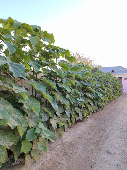 *ПАВЛОВНИЯ көшеттері сатылады.Суыққа төзімді болады.Көлеңке тез береді