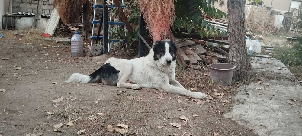 собаки в хорошие руки