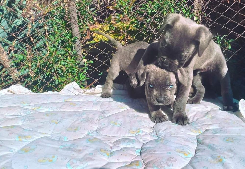 Кане корсо свободни бебета