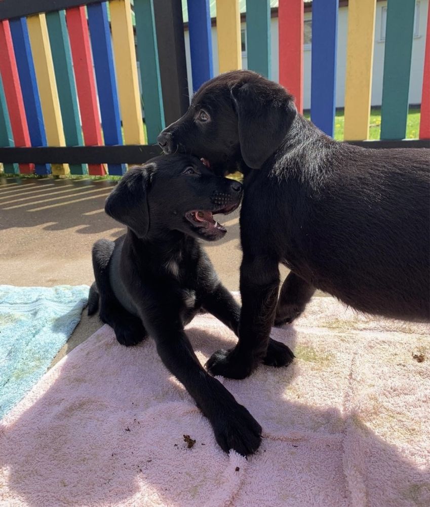 Labrador retriever negru