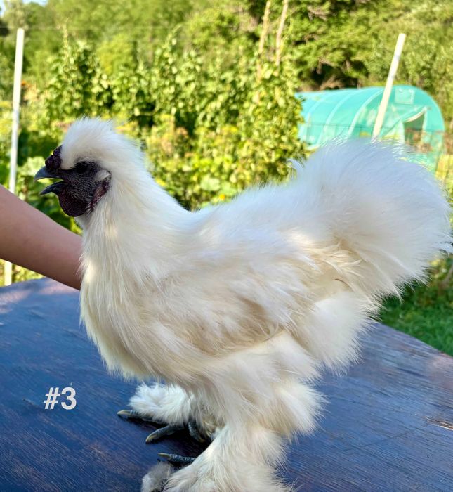 Cocosi tineri Matase Japoneza din Aprilie