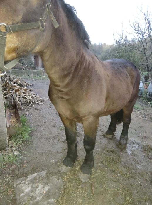 Vând o mânză ardeneza