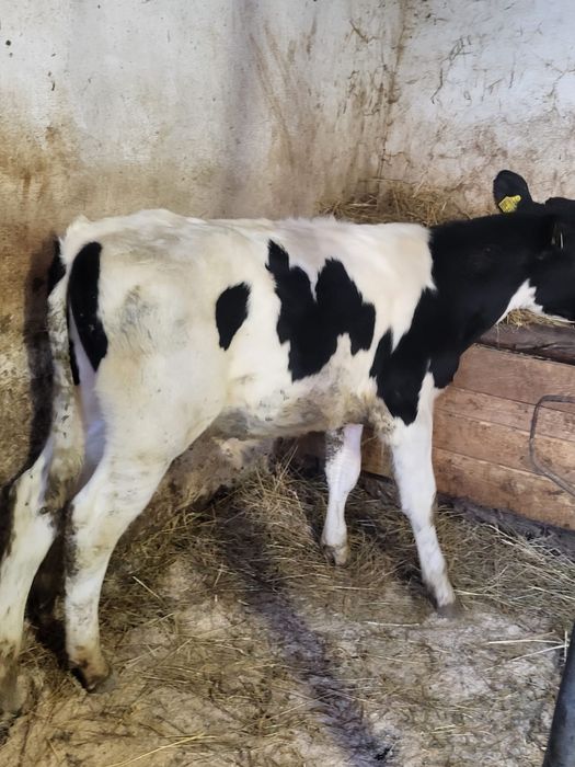 Vand doi vitei intarcati