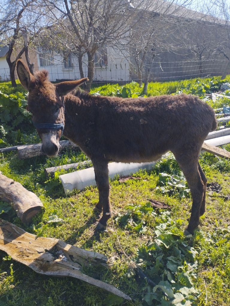 Ассаламу алейкум