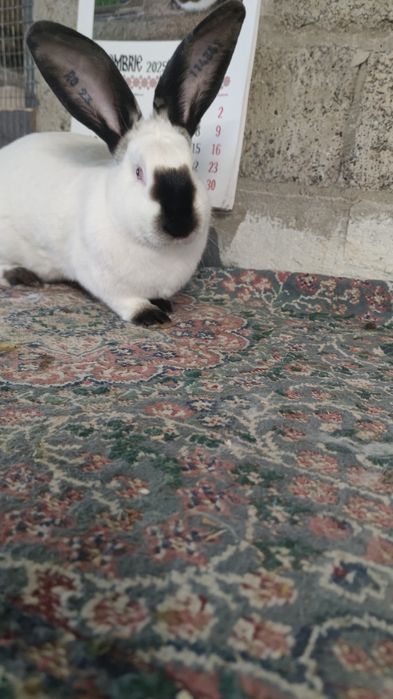 Uriaș de Transilvania