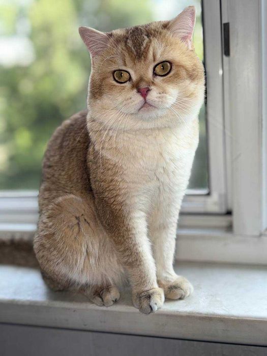 котята недорого золотые шиншиллы