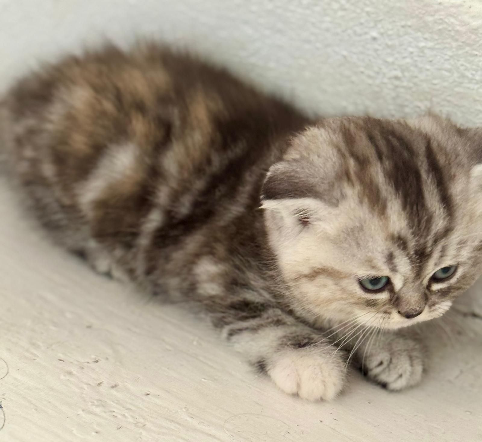 Scottish Fold  pisicuța și motan. Răspund la numele Kira șii Blanco ..