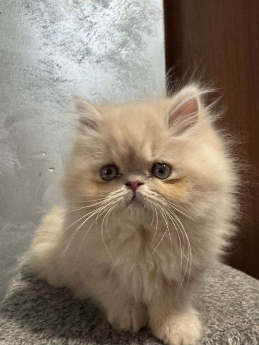 Персийско котенце