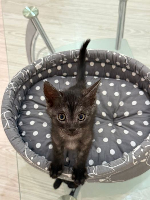 Котенок ищет дом
