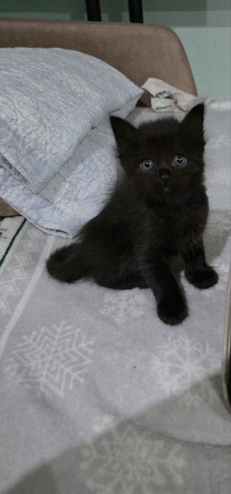 Котята вислоухие