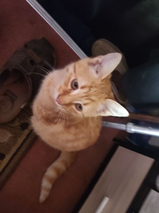 Подарявам котенца