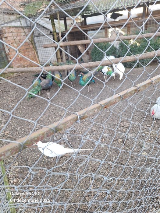 Vand pauni tineret 2024 detalii la telefon