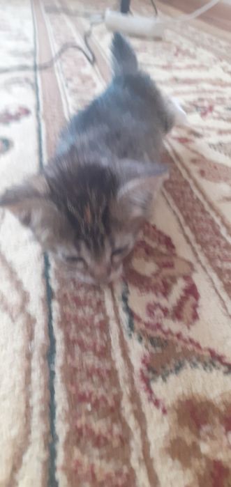 Отдам добрый руки котёнок