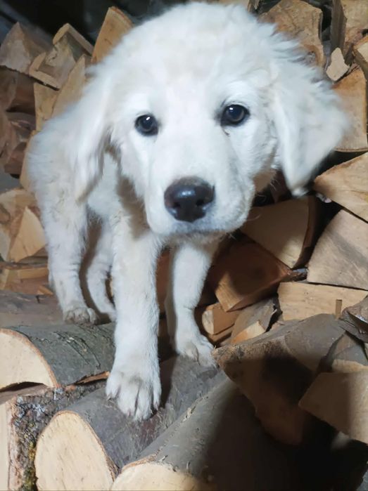 Căței spre adopție