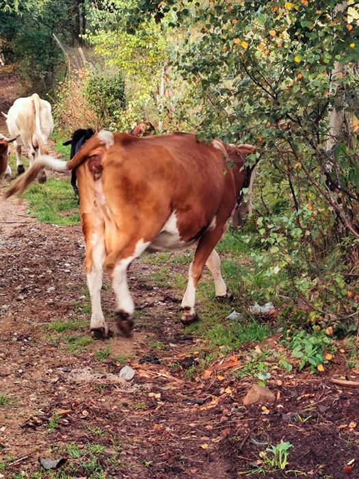 Vaca de vanzare zona Horea
