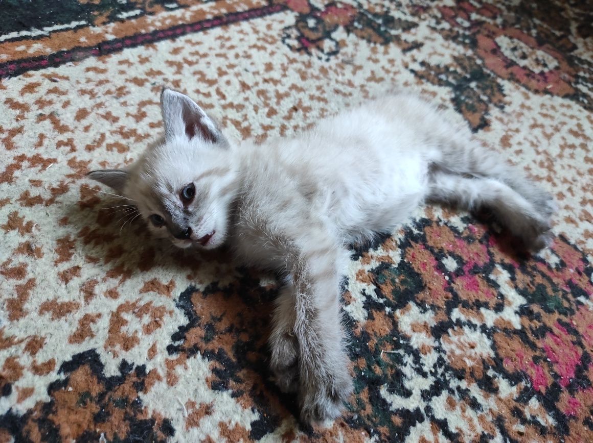 Сиамский котенок , мальчик