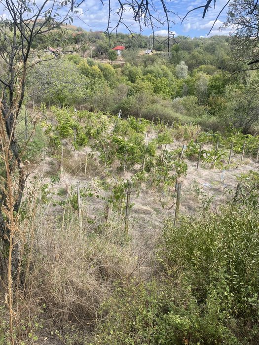 Teren intravilan 1.100 m² – Tohani, Prahova | Lângă Autostrada A7