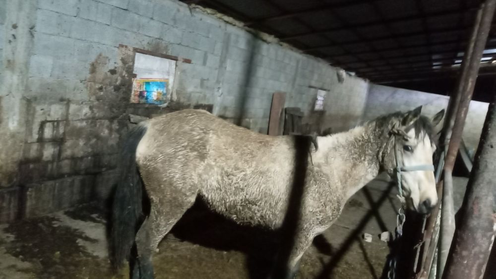 Кунан 1 5 жарым жасар тай жылкы бие лошадь кабыла семиз аска тойга