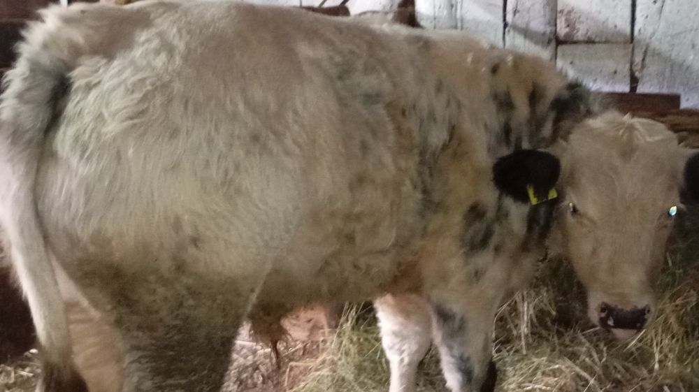 Vând tăuraș de 6 luni