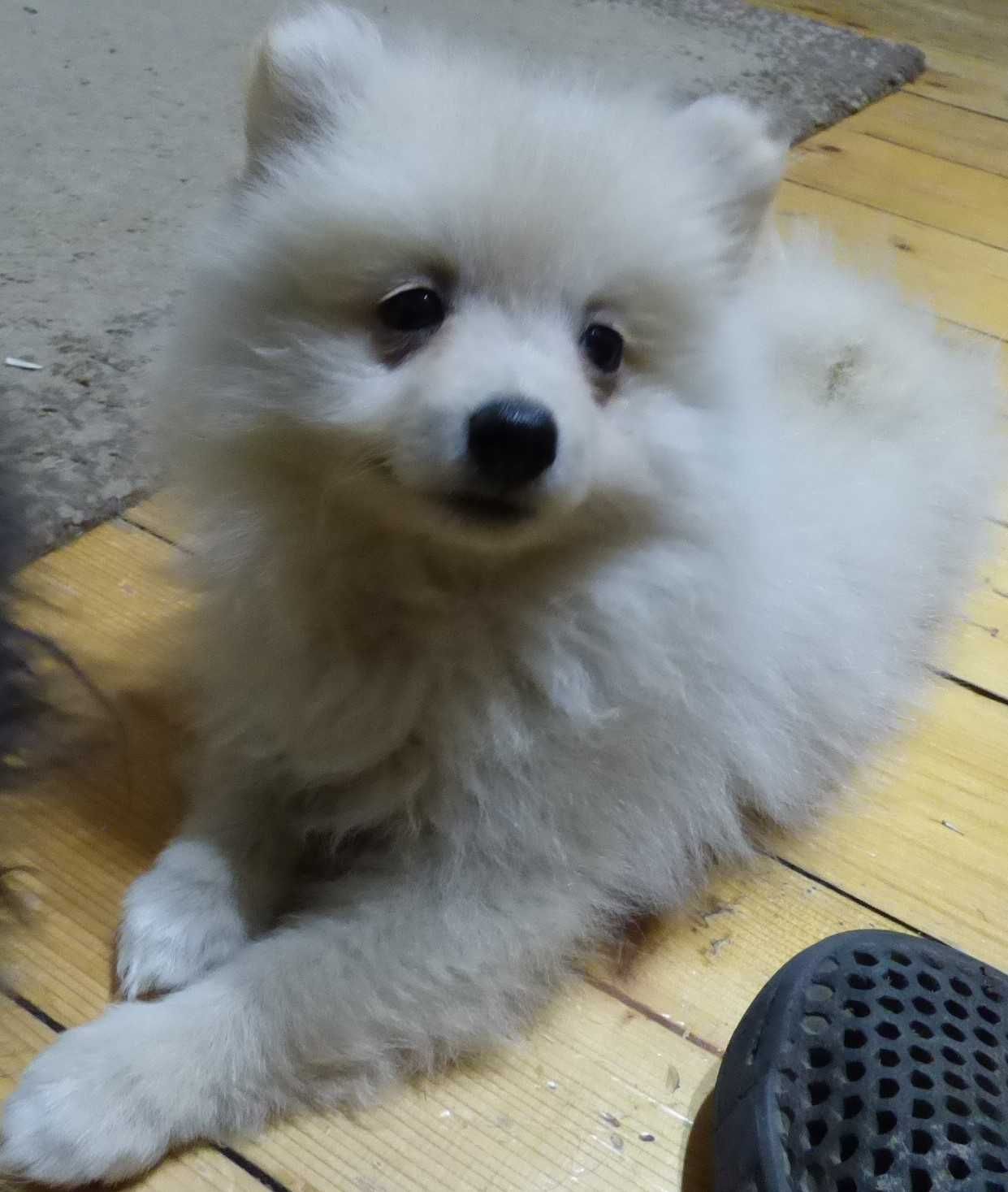 Pomeranian femela