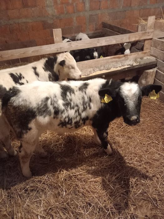 Vând doi viței belgieni