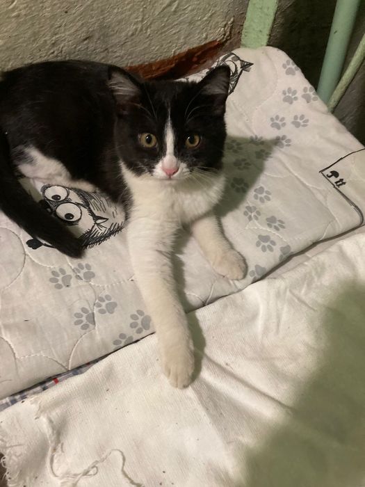 Помогите пристроить котенка!