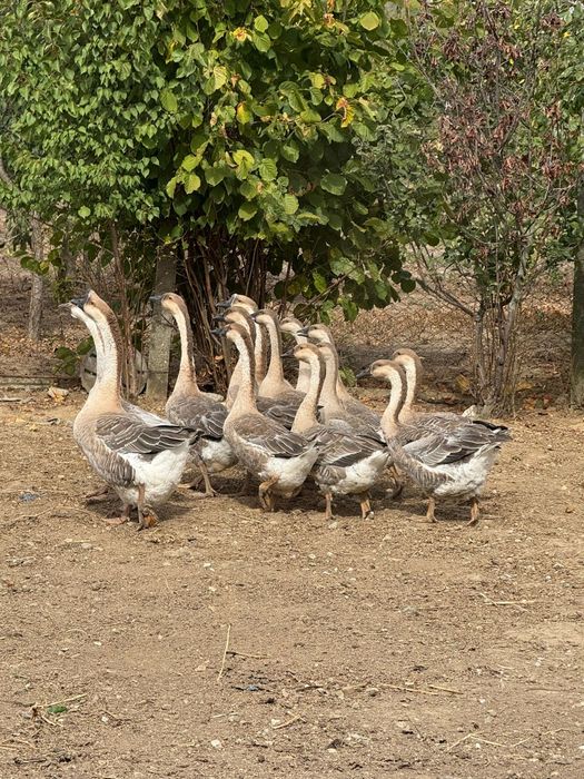 OFERTA!!! Gâscani și Gâște tinere chinezesti