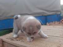 Catelusa akita inu japonez " donez "