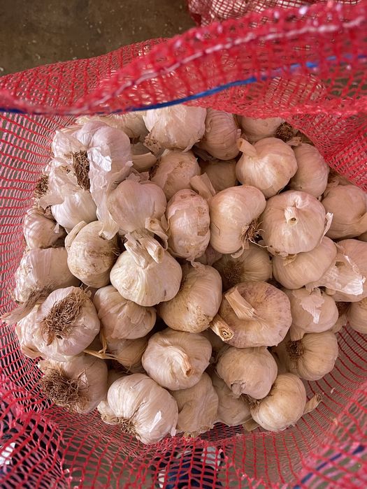 Usturoi pentru plantat si consum