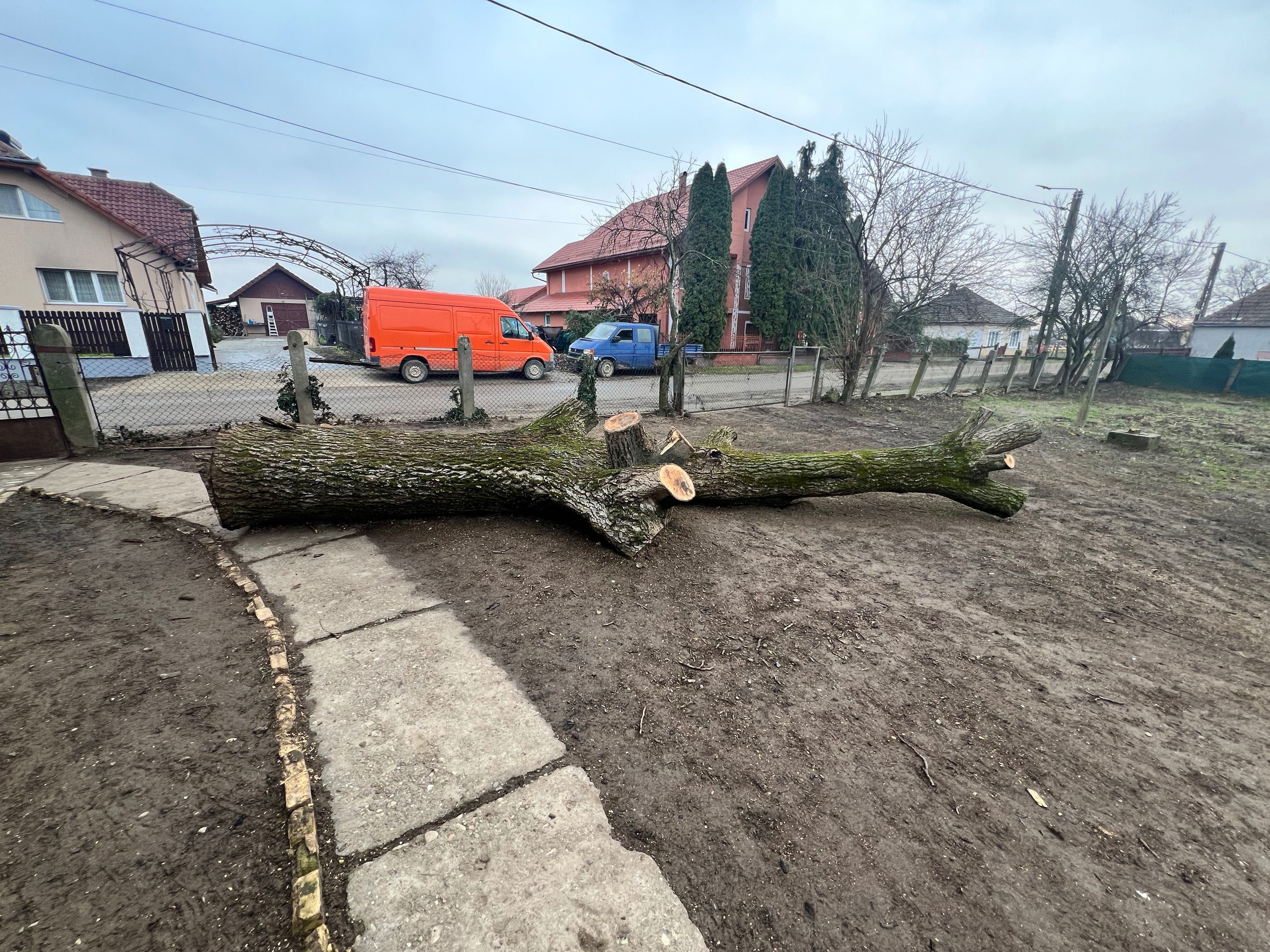 Trunchi de nuc în stare foarte bună