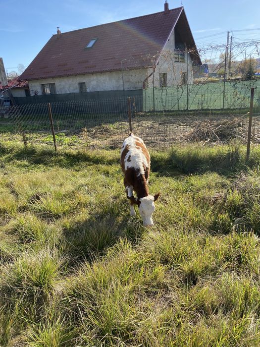 Vand 2 vaci cu vitei