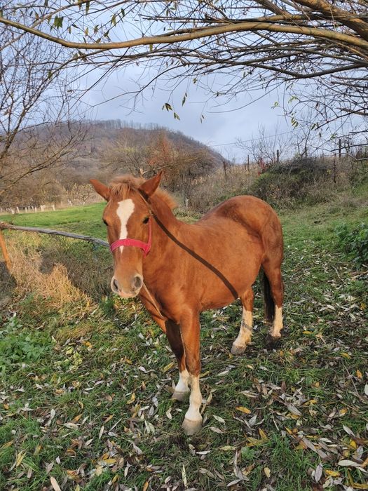 Iapă șargă de vânzare