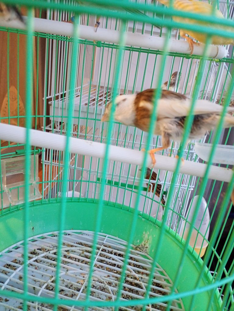 Vând.  5   perechi de canari.