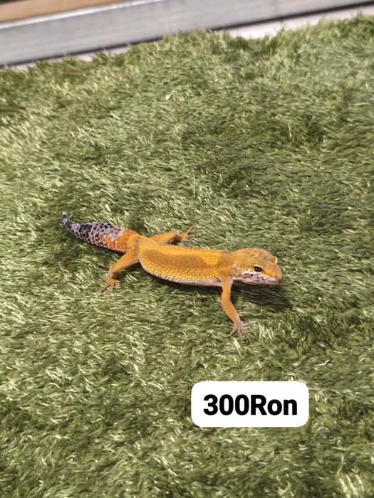 Soparla Gecko Leopard