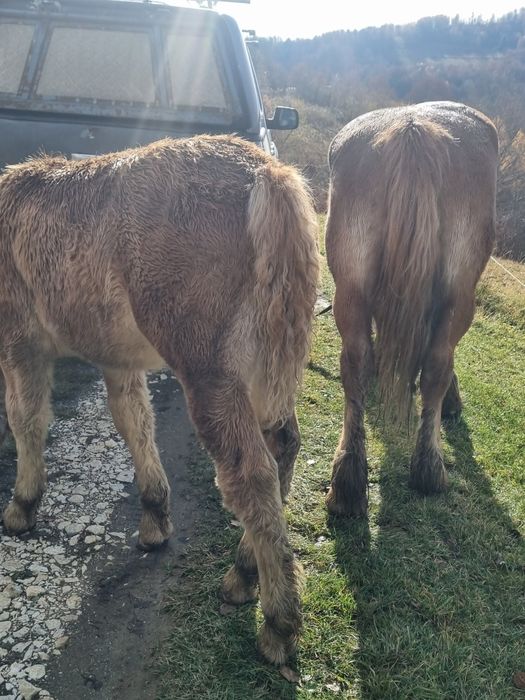 Manza frumoasa și cuminte