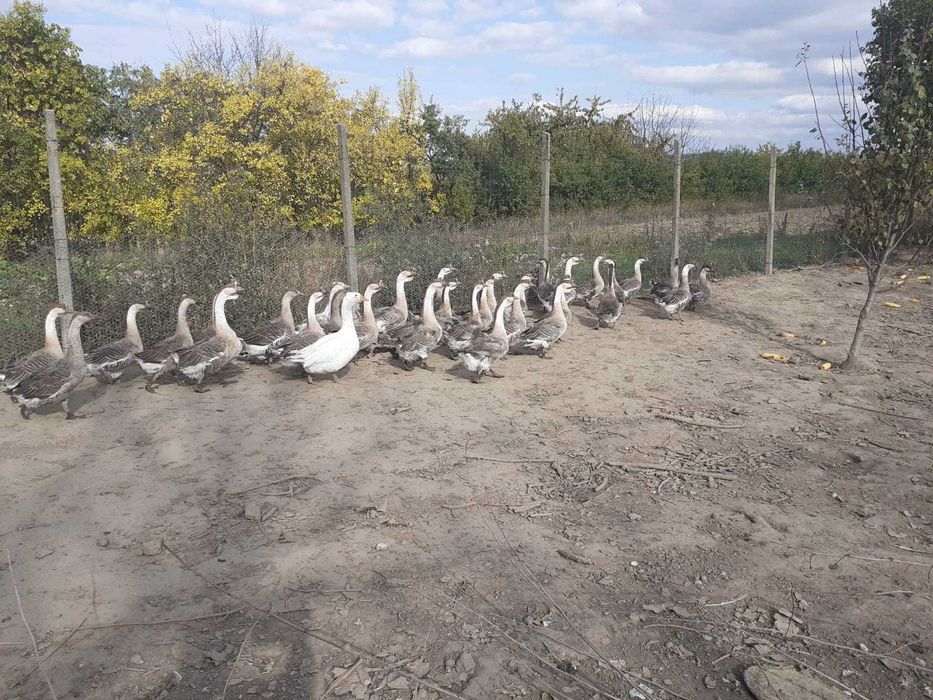 gaste/gasca/gascoi/gascan